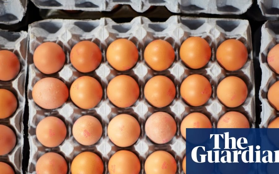 Salmonella cases in UK likely to rise until source of outbreak is found