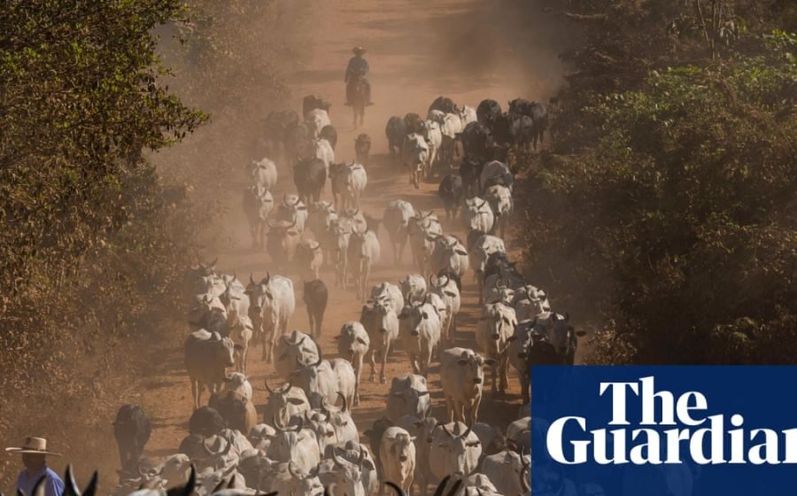 UK urged to ban imports of Brazilian meat over health concerns