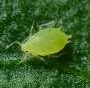 Rethinking bluegreen aphid control as insecticide resistance spreads