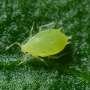 Rethinking bluegreen aphid control as insecticide resistance spreads