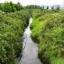Many cities buried urban streams. Here's how to bring them back