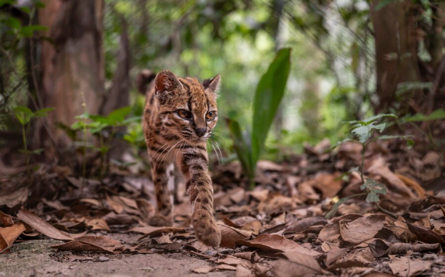 Congratulations, World: A New Supercute Cat Species Has Been Found