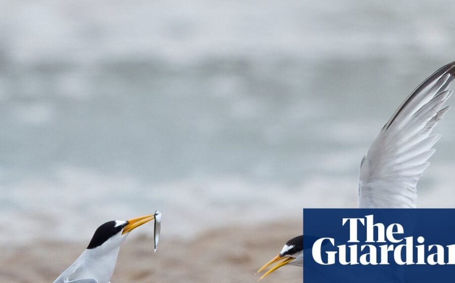 Tern turnaround: colonies in England show signs of recovery after decline