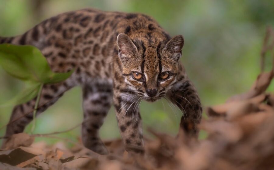 New species of wild cat discovered for first time in more than a century