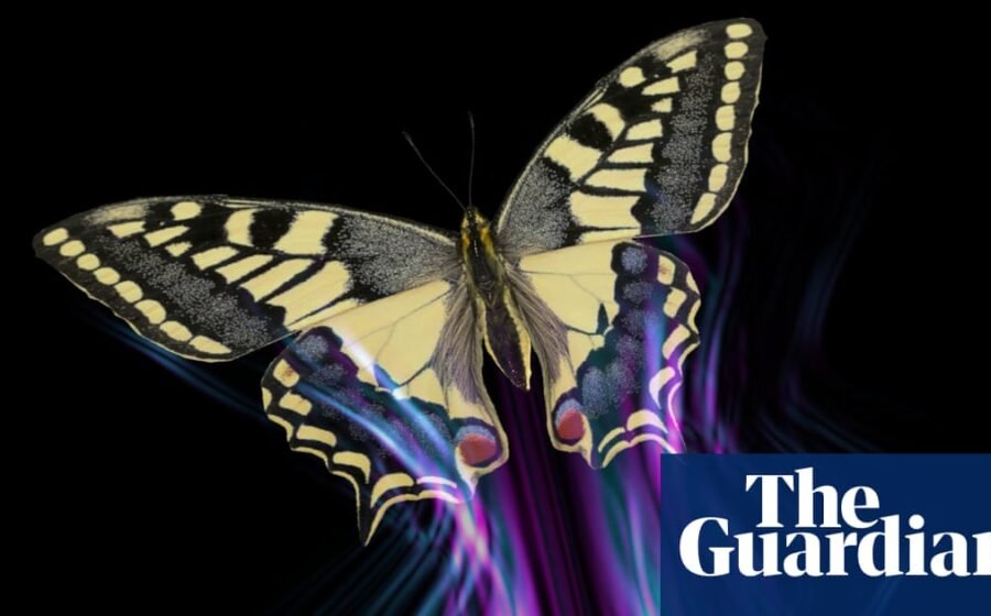 All of a flutter: how butterflies avoid being a predator’s lunch