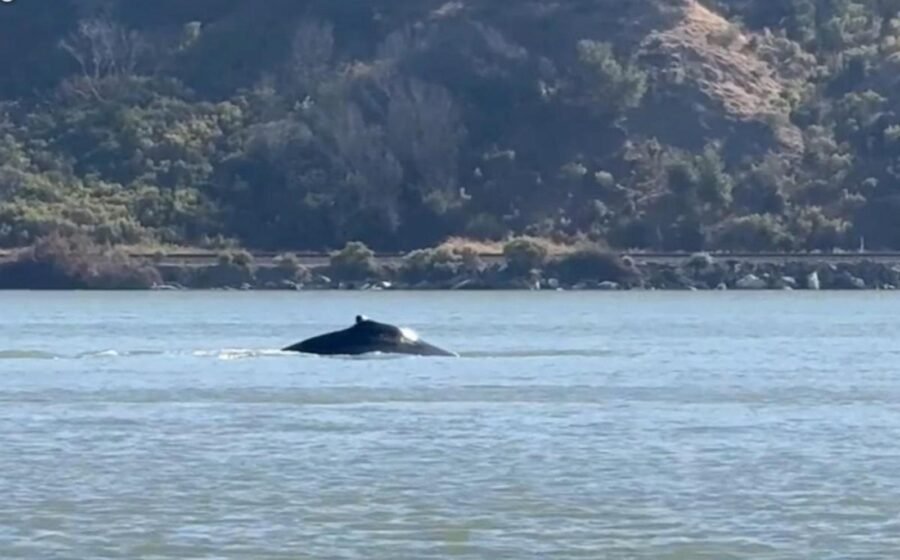 WATCH: Wayward whale sparks excitement in Northern California