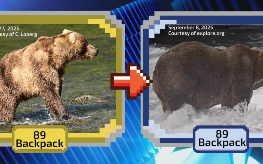 WATCH: The annual Fat Bear Week tournament is underway