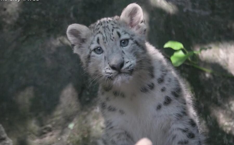 WATCH: Snow leopard baby reveal