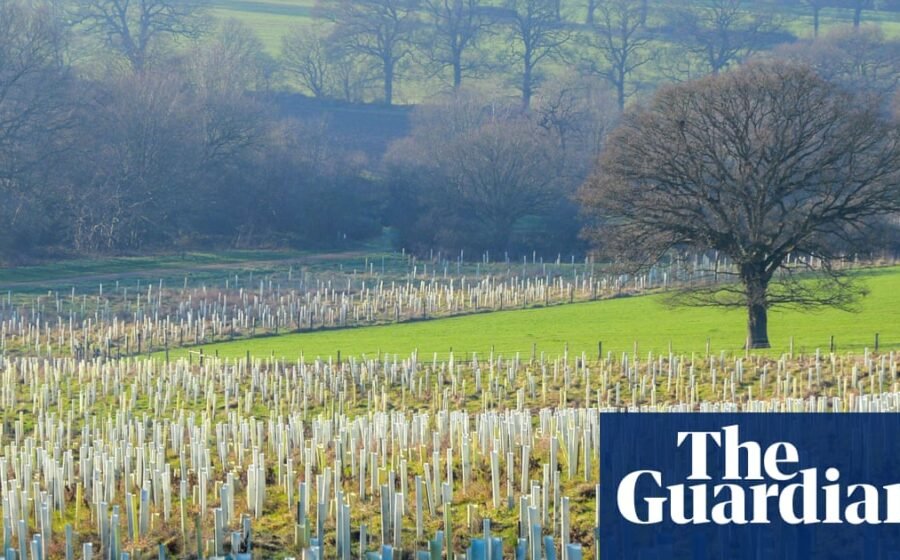 Half a million trees to be planted in England in three years, says government