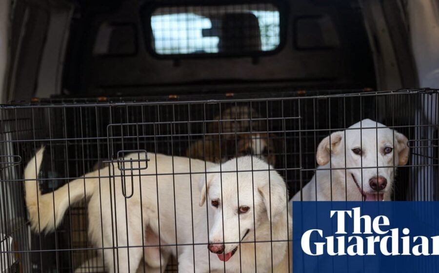 DNA database of UK dogs could help police collar criminals