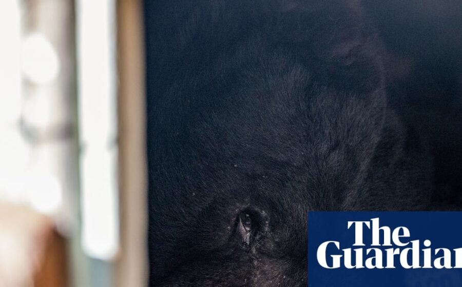 ‘He’s unbearable’: bear that went viral for living under LA home is back