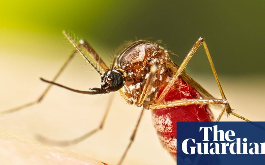 Dengue fever outbreak prompts Florida counties to declare state of emergency