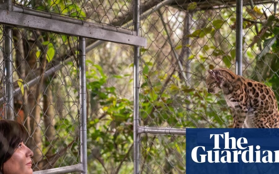 New cat species identified for first time in more than a century in Bolivia