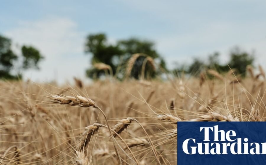 US wheat farmers navigate uncertainty amid drought and geopolitical chaos