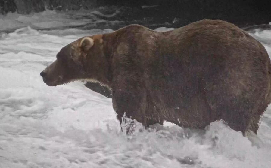 'Backpack' declared Alaska's Fat Bear Week winner