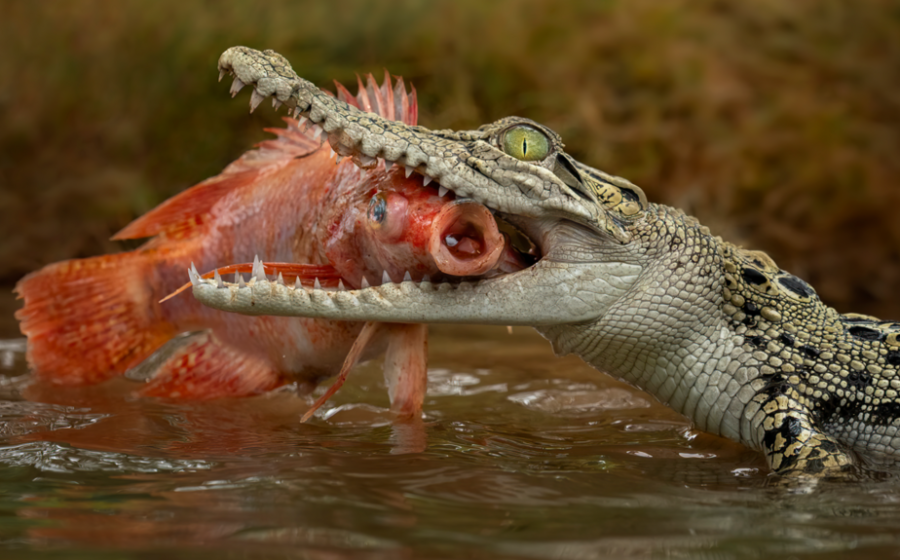 Man charged over AI image of crocodile in Singapore reservoir