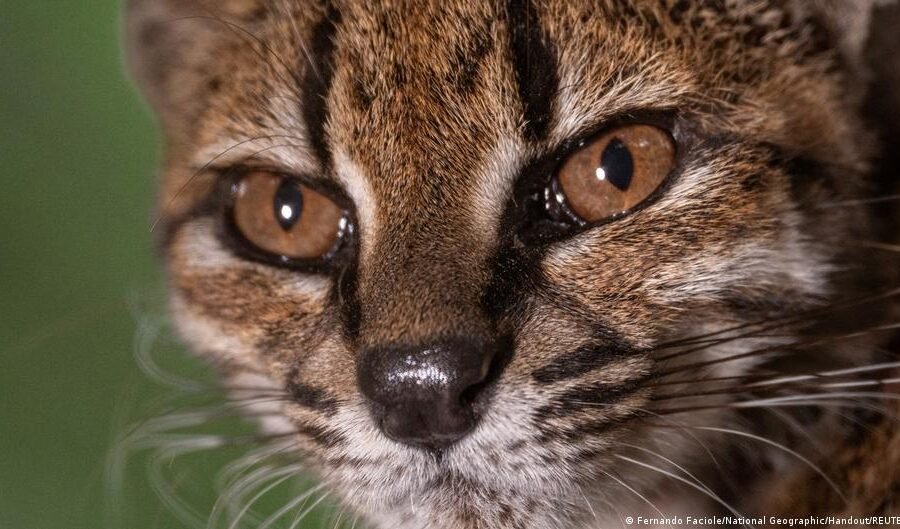 Bolivia: New cat species discovered by scientists