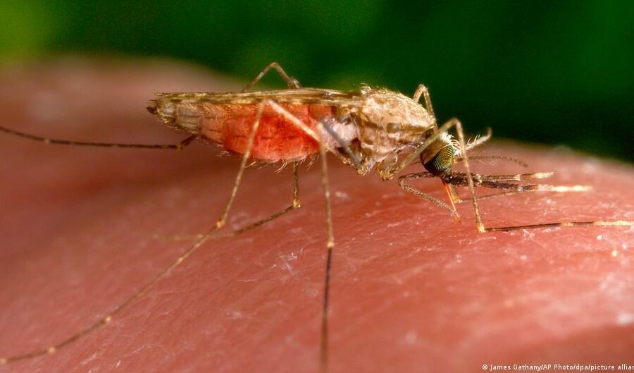 Airport malaria in Germany remains infrequent