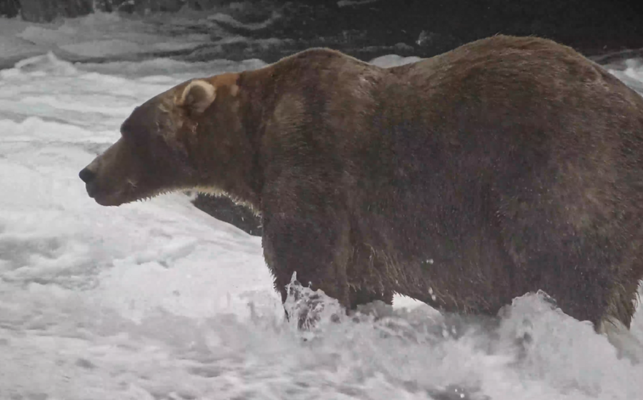 Backpack voted Fat Bear Week 2026 winner, beating former champ's offspring