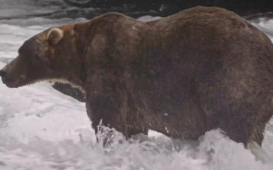 Gentle giant Backpack wins Alaska’s Fat Bear Week