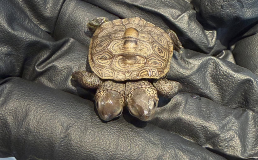 Rare two-headed turtle is found on Cape Cod