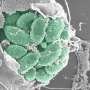 Breaking and entering: How parasites prepare host cells for invasion