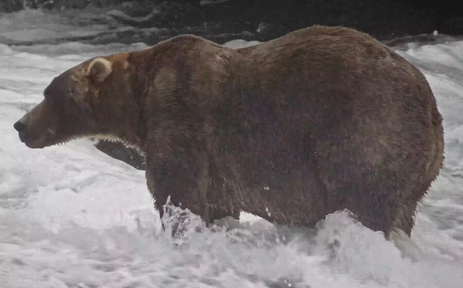 Backpack has officially been crowned the chunky champion of Fat Bear Week
