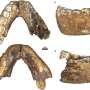 Adult fossil strengthens evidence for Homo erectus in southern Africa 2 million years ago