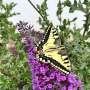 Butterflies use optical illusions to dodge predators