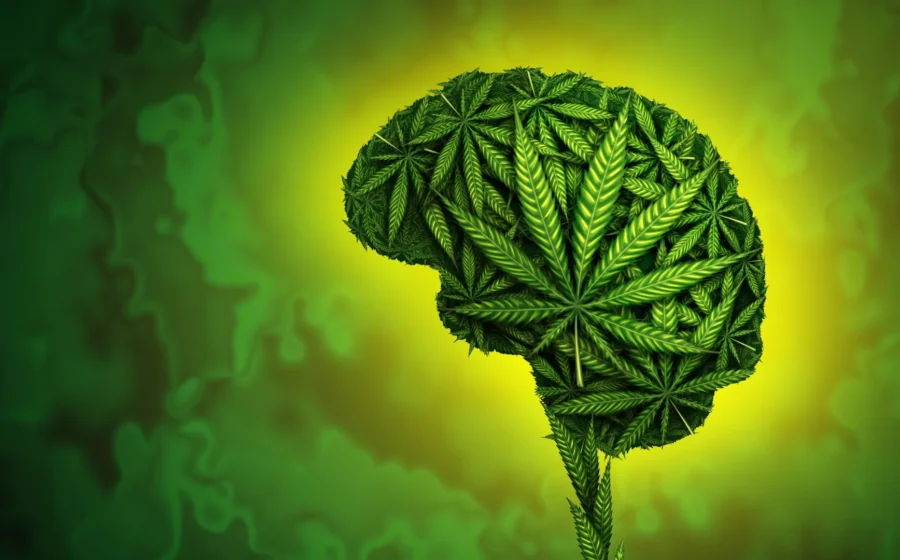 Cannabis users were twice as likely to commit violence, review finds