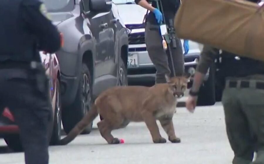Mountain lion runs wild on streets of San Francisco