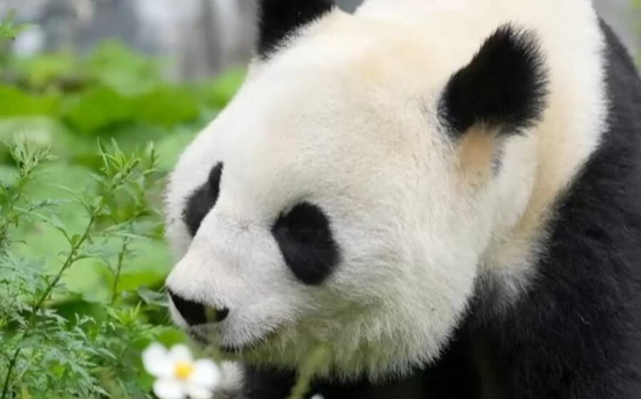 What to know about "panda diplomacy" as China sends 2 more furry friends to U.S.