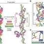 Discovery of CRISPR's long lost ancestor may expand gene-editing toolkit