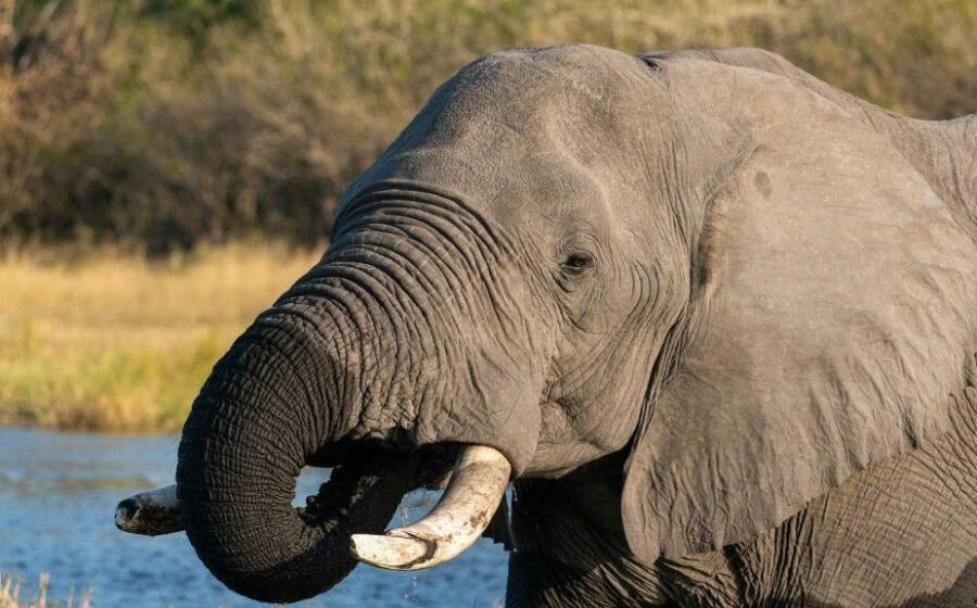 Botswana condemned for slaughtering 23 elephants for independence celebrations