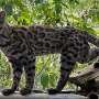 Bolivia's tilcayo tiger cat becomes first new wildcat species in 100 years