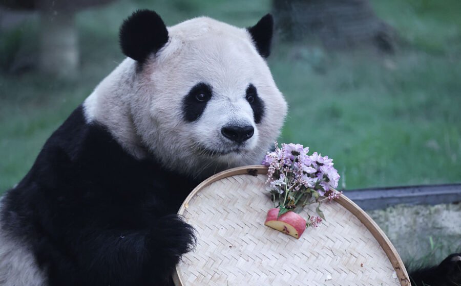 Has China’s Panda Diplomacy Lost Its Charm? It’s Not So Black-and-White