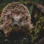 Small gardens are a big barrier to supporting nature—but better planning could protect UK wildlife