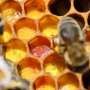 Honeybee silk could power smarter wound dressings