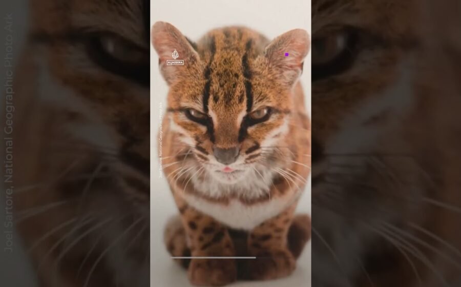 New cat species found, first in more than 100 years | AJ #shorts