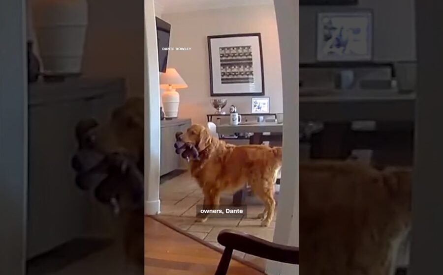 Golden retriever brings toys to apparent home intruder