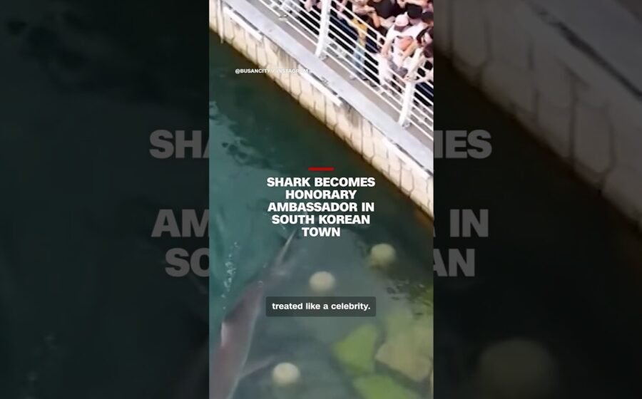 Shark becomes honorary ambassador in South Korean town