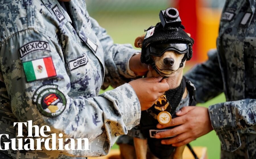 Comando the chihuahua adopted by the Mexican national guard