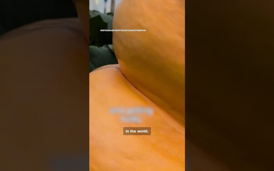 The quest for the world’s largest pumpkin