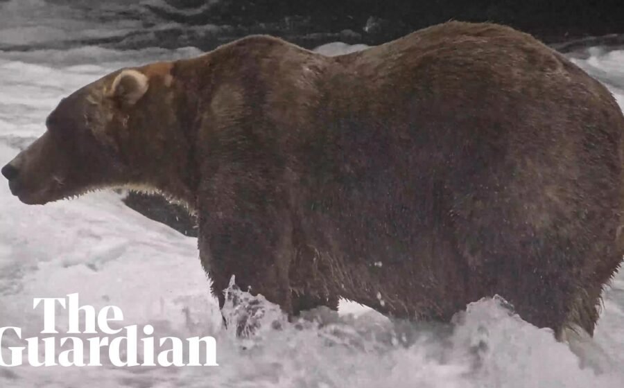 Backpack is Fat Bear Week’s 2026 winner