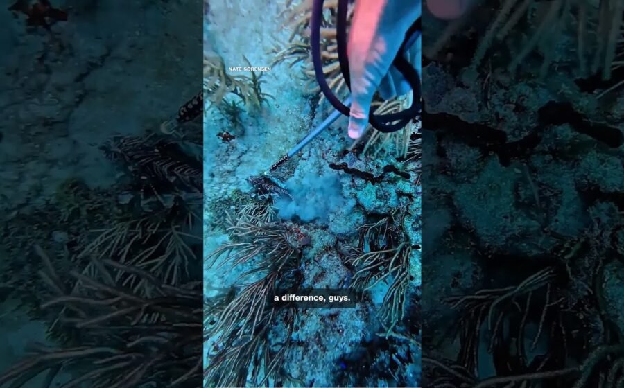 Lionfish ravage Florida’s reefs. This man has gone to war