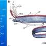 Mysterious oarfish's fins inspire large underwater robot design