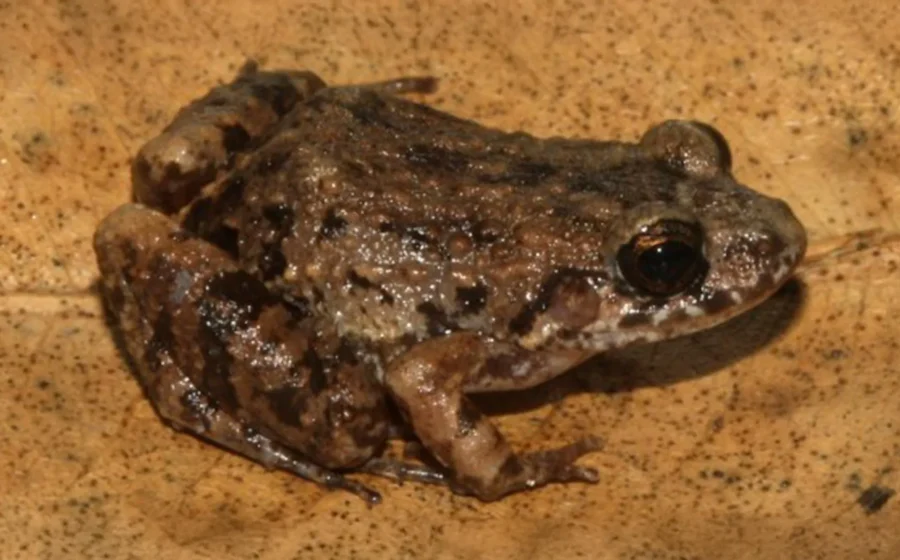 Scientists discover a mysterious new frog hiding in the Amazon