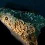 'Plasticorals,' coral rubble fused with plastic, represent a new form of plastic pollution
