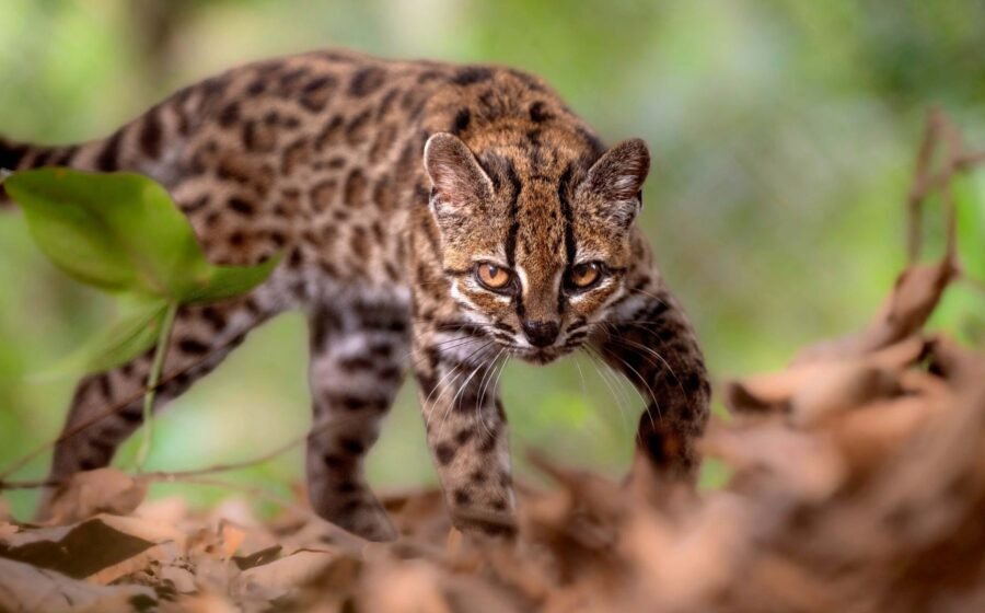 New species of wild cat identified in Bolivia – first for more than 100 years