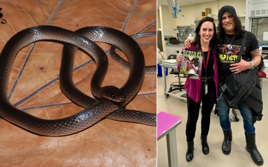 Scientists just named a new snake after Guns N’ Roses legend Slash